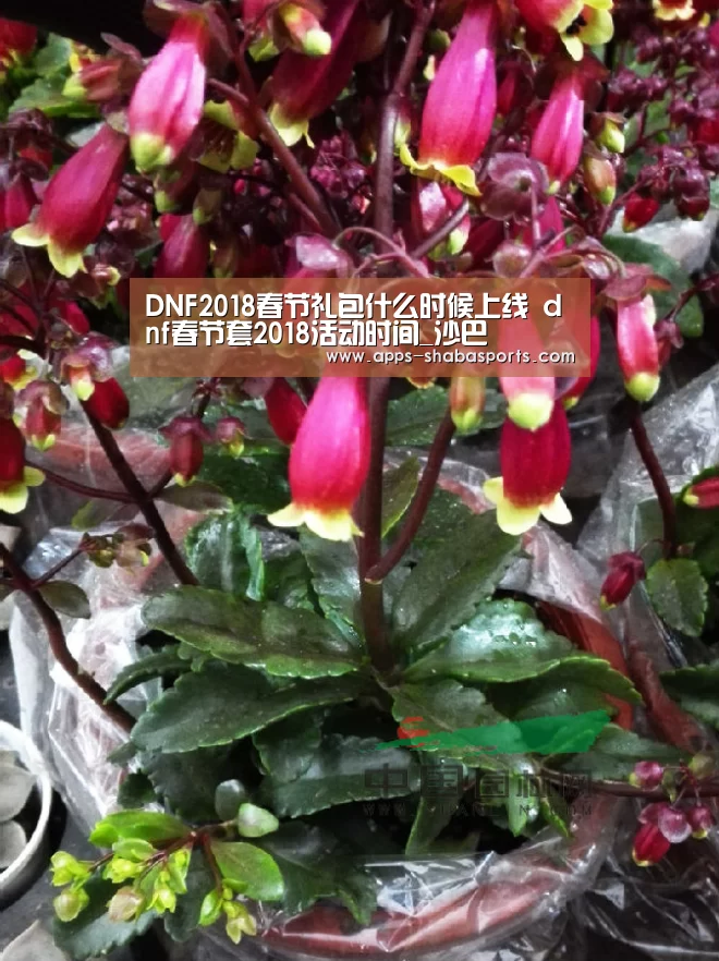 沙巴体育app